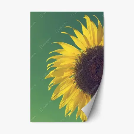 Pegatina reposicionable girasol retro sobre cielo azul – Pixers®