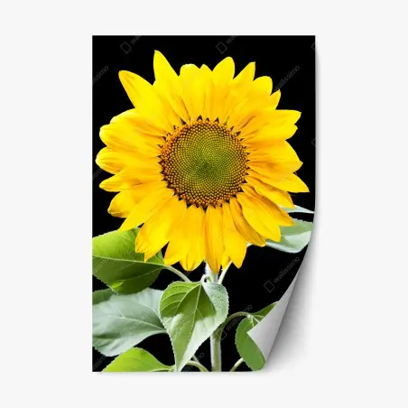 Pegatina reposicionable girasol dorado sobre fondo negro – Pixers®