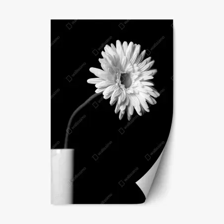 Pegatina reposicionable margarita solitaria en alto contraste monocromo – Pixers®