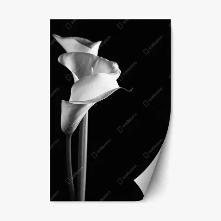 Pegatina reposicionable elegancia de calas en blanco y negro – Pixers®