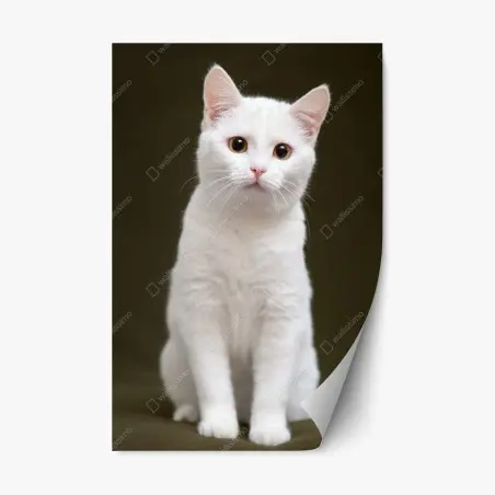 Pegatina reposicionable retrato tierno de gato blanco con mirada curiosa – Pixers®