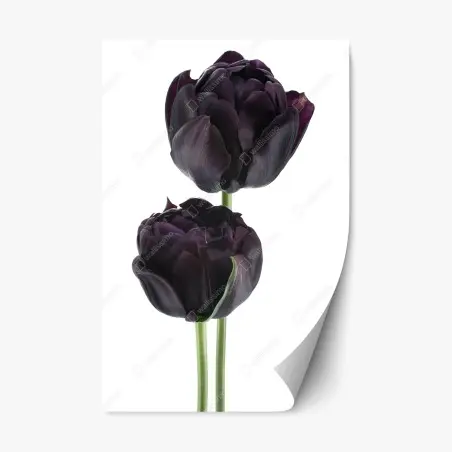Pegatina reposicionable tulipanes negros sobre fondo blanco – Pixers®