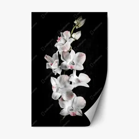 Pegatina reposicionable orquídeas blancas con toques rosados sobre fondo negro – Pixers®