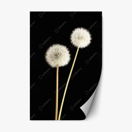 Pegatina reposicionable elegancia efímera de dientes de león sobre fondo negro – Pixers®