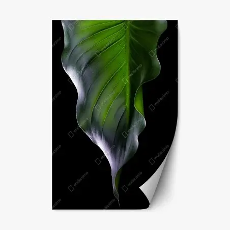 Pegatina reposicionable hoja verde en contraste dramático – Pixers®