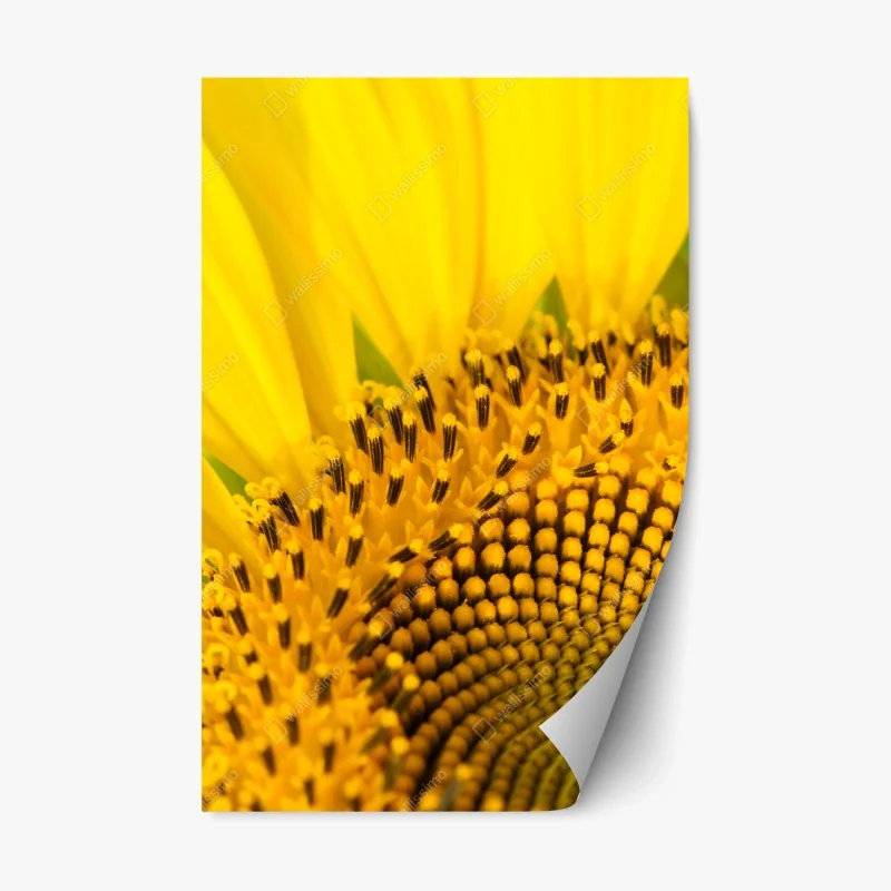 Pegatina reposicionable girasol en primer plano