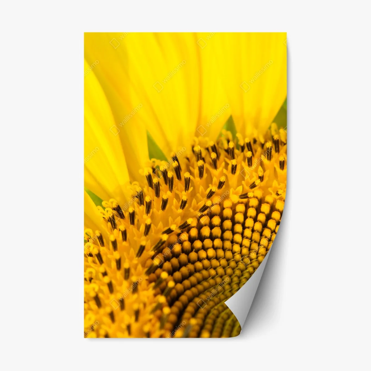 Pegatina reposicionable girasol en primer plano – Pixers® Pegatina reposicionable girasol en primer plano – Pixers®