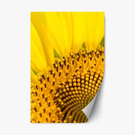 Pegatina reposicionable girasol en primer plano – Pixers®