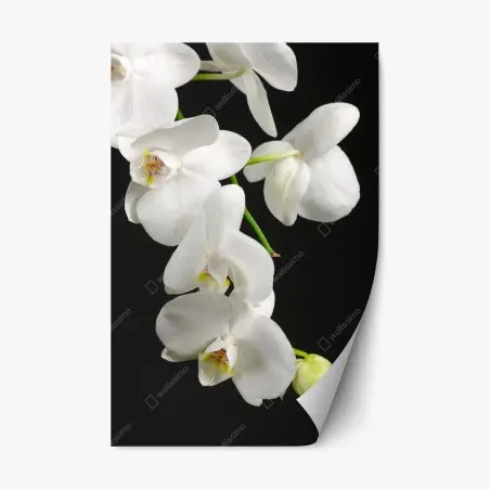 Pegatina reposicionable orquídeas blancas sobre fondo negro – Pixers®