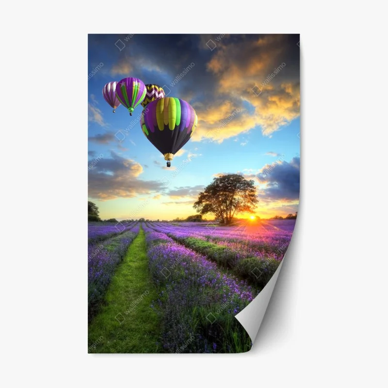 Pegatina reposicionable puesta de sol sobre campos de lavanda y globos aerostáticos