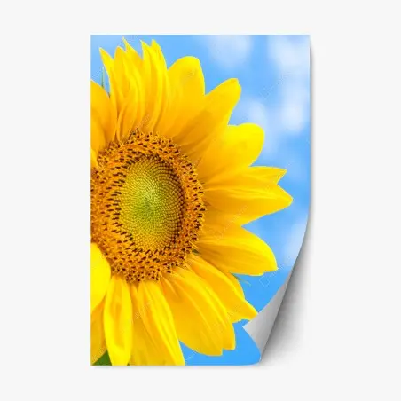 Pegatina reposicionable girasol brillante contra cielo azul – Pixers®
