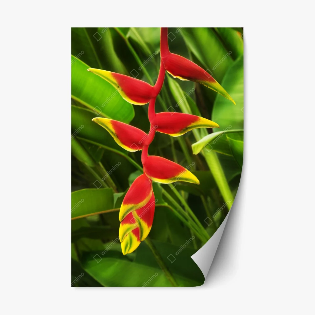 Pegatina reposicionable heliconia roja y amarilla sobre follaje tropical – Pixers® Pegatina reposicionable heliconia roja y amarilla sobre follaje tropical – Pixers®
