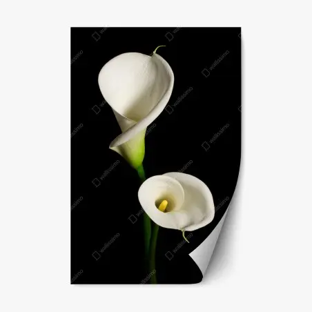 Pegatina reposicionable elegancia de calas blancas – Pixers®