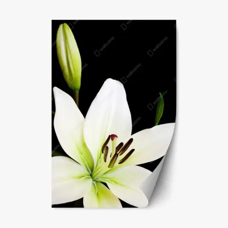 Pegatina reposicionable lirio blanco elegante sobre fondo negro – Pixers®