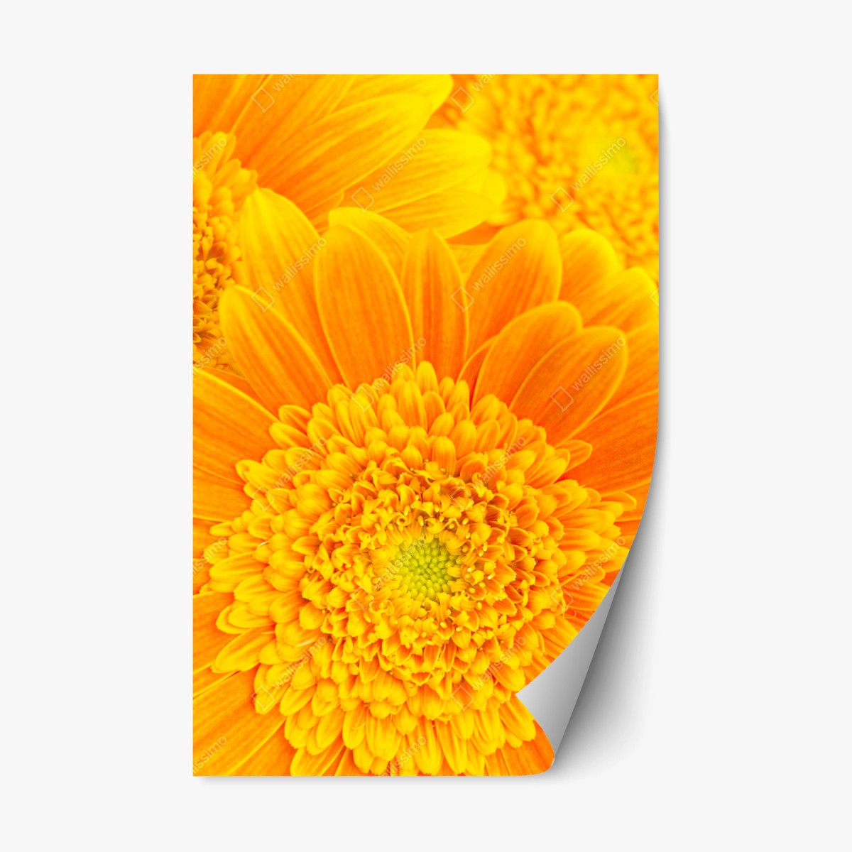Pegatina reposicionable estallido de color: gerberas naranjas en primer plano – Pixers®