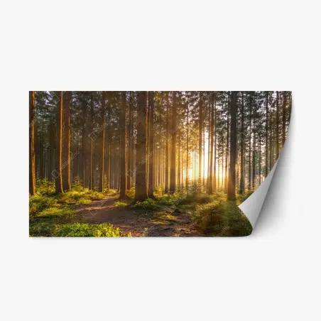 Pegatina reposicionable amanecer dorado en el bosque – Pixers®