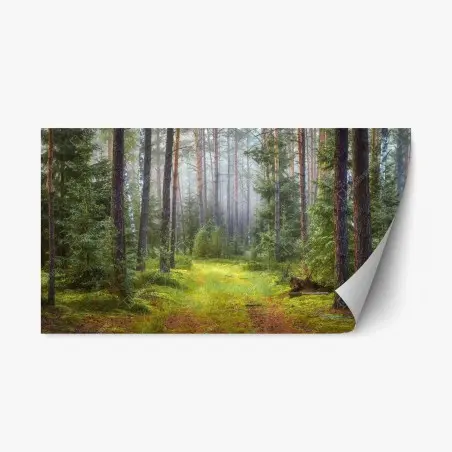 Pegatina reposicionable sendero en bosque de pinos y musgo – Pixers®