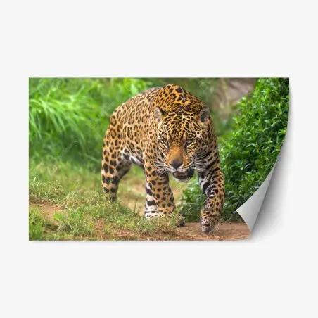 Pegatina reposicionable jaguar acechando en la selva – Pixers®