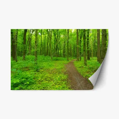 Pegatina reposicionable sendero en bosque verde – Pixers®