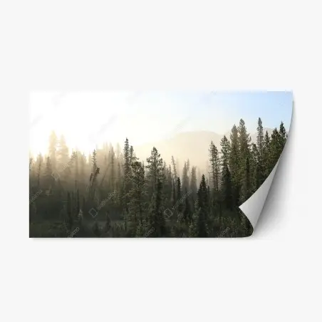 Pegatina reposicionable amanecer entre pinos y niebla – Pixers®