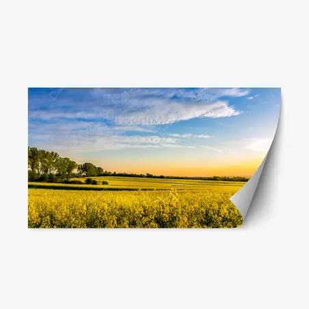 Pegatina reposicionable paisaje de campo de colza al atardecer – Pixers®