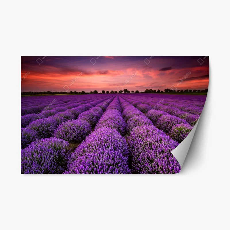 Pegatina reposicionable campo de lavanda al atardecer