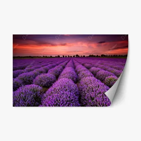 Pegatina reposicionable campo de lavanda al atardecer – Pixers®