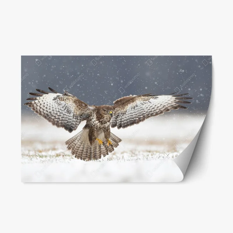Pegatina reposicionable ratonero común en vuelo sobre la nieve