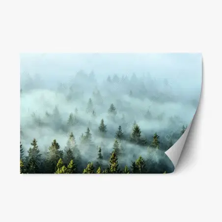 Pegatina reposicionable amanecer entre abetos en la niebla – Pixers®