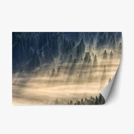 Pegatina reposicionable valle de abetos entre niebla y rayos de sol – Pixers®