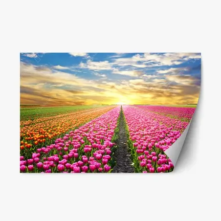 Pegatina reposicionable amanecer mágico sobre campos de tulipanes en Países Bajos – Pixers®