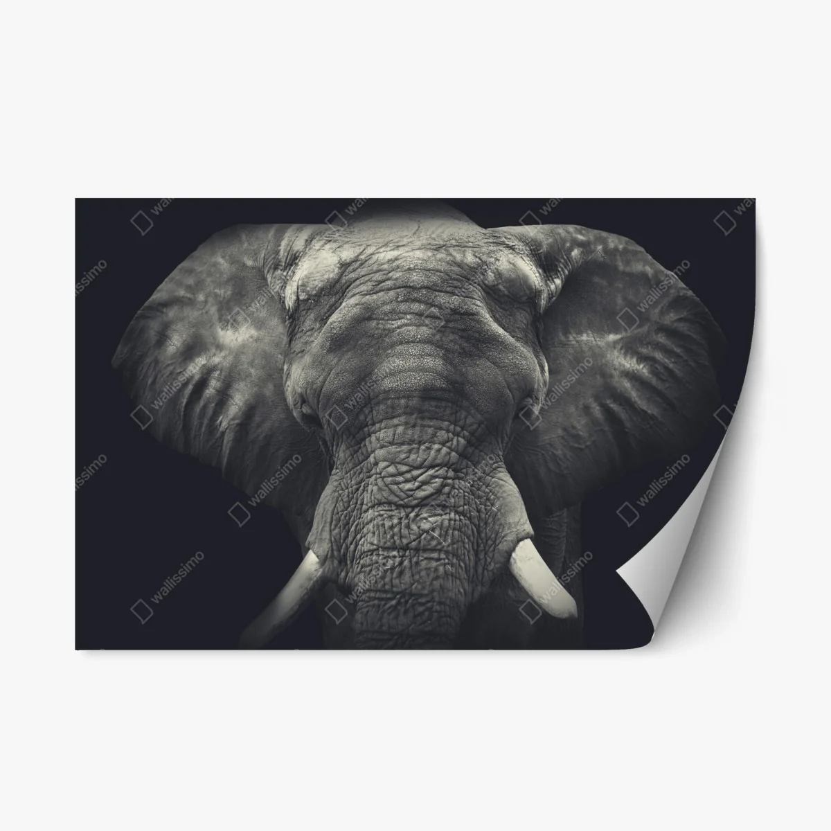 Pegatina reposicionable retrato monocromo de elefante en primer plano – Pixers® Pegatina reposicionable retrato monocromo de elefante en primer plano – Pixers®