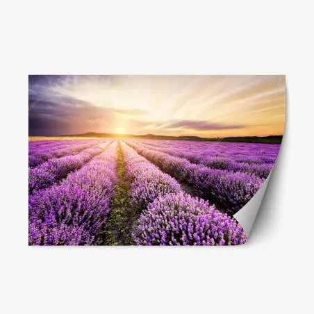 Pegatina reposicionable amanecer sobre campos de lavanda en Bulgaria – Pixers®