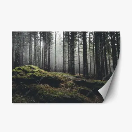 Pegatina reposicionable bosque enigmático entre la niebla – Pixers®