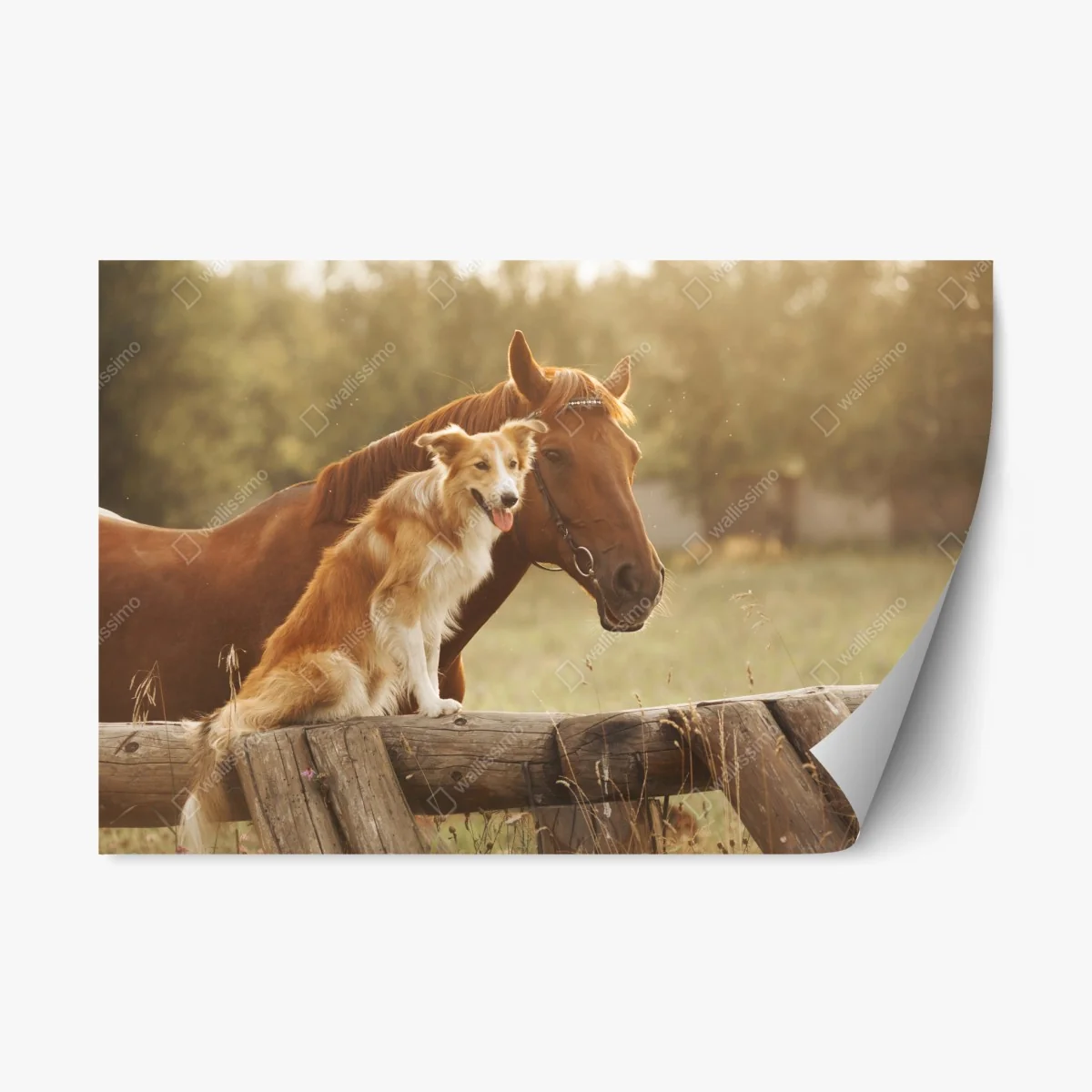 Pegatina reposicionable amistad campestre entre perro y caballo – Pixers® Pegatina reposicionable amistad campestre entre perro y caballo – Pixers®