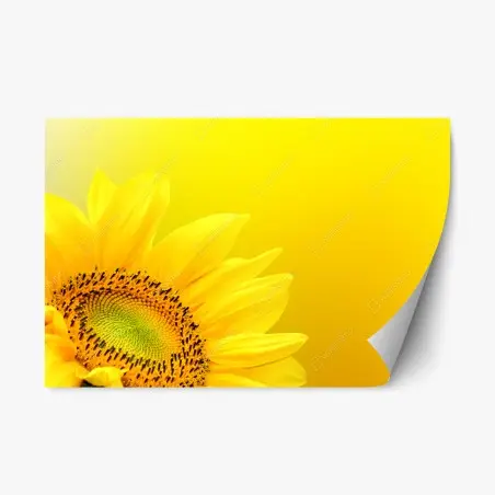 Pegatina reposicionable girasol vibrante sobre fondo amarillo – Pixers®