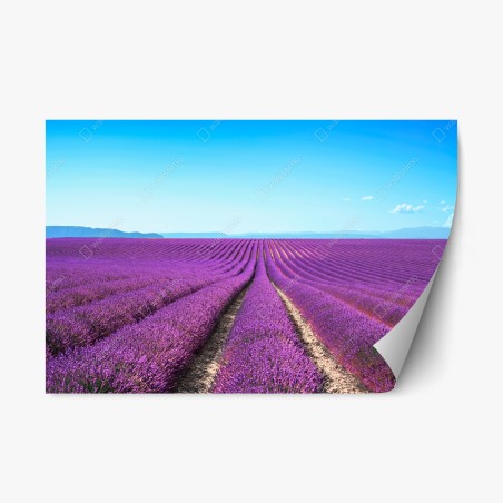 Pegatina reposicionable panorama de campos de lavanda en flor – Pixers®