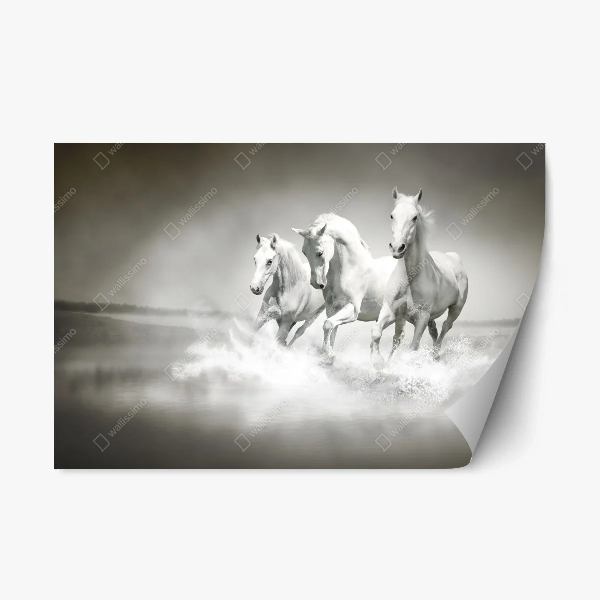 Pegatina reposicionable trío de caballos blancos galopando sobre el agua – Pixers® Pegatina reposicionable trío de caballos blancos galopando sobre el agua – Pixers®