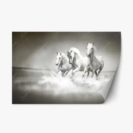 Pegatina reposicionable trío de caballos blancos galopando sobre el agua – Pixers®