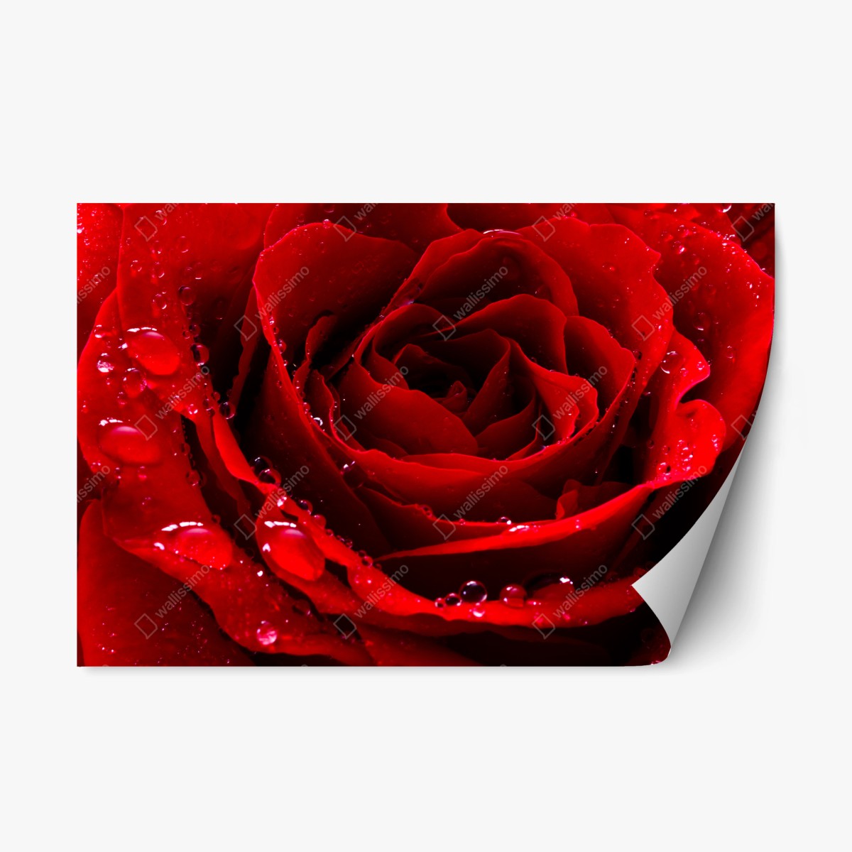 Pegatina reposicionable rosa roja en primer plano con gotas de rocío – Pixers®