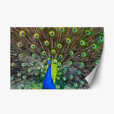 Pegatina reposicionable pavo real en pleno despliegue – Pixers®