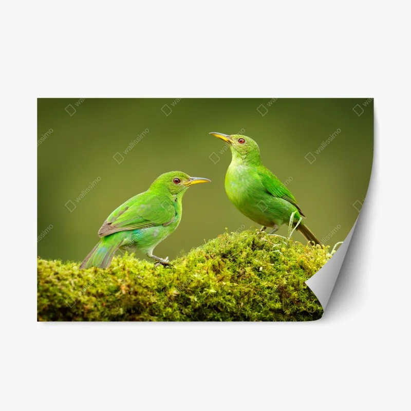 Pegatina reposicionable pareja de aves verdes sobre musgo tropical