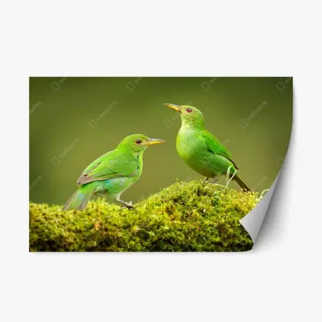 Pegatina reposicionable pareja de aves verdes sobre musgo tropical – Pixers®