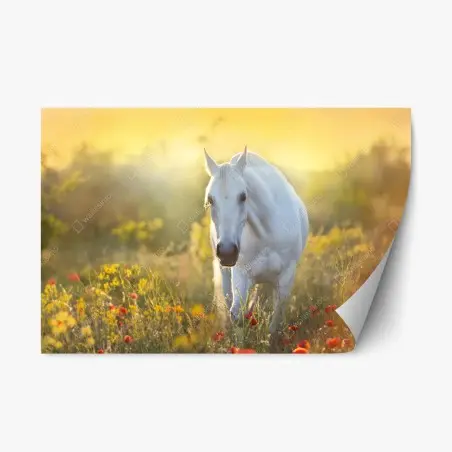 Pegatina reposicionable caballo blanco entre amapolas al amanecer – Pixers®