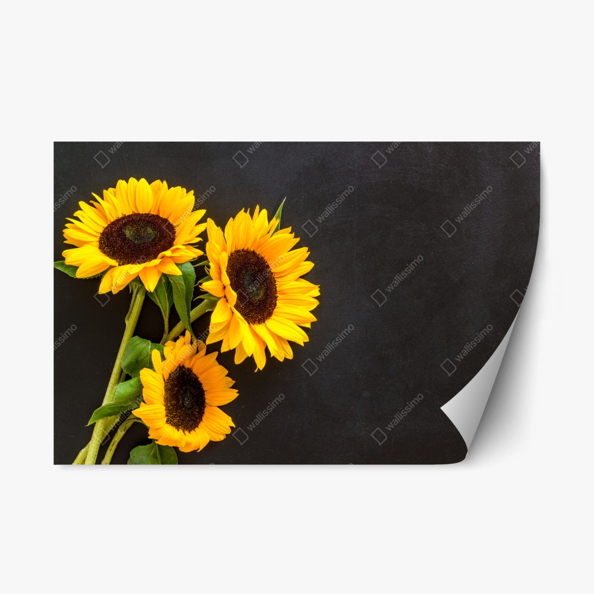 Pegatina reposicionable girasoles sobre fondo negro – Pixers®