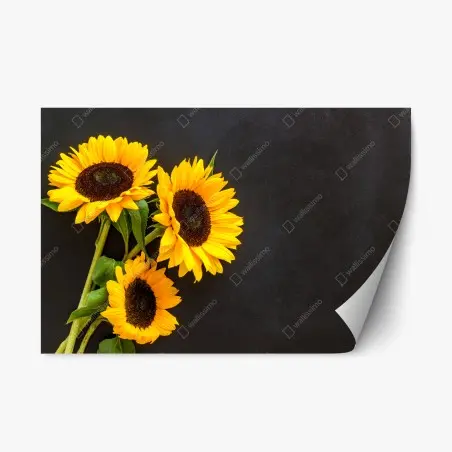 Pegatina reposicionable girasoles sobre fondo negro – Pixers®