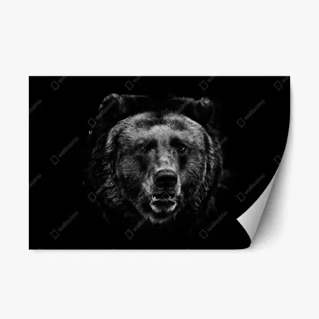 Pegatina reposicionable rostro de oso pardo en blanco y negro – Pixers®
