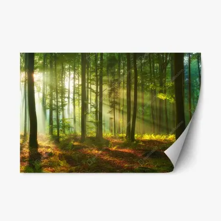 Pegatina reposicionable amanecer dorado en el bosque – Pixers®