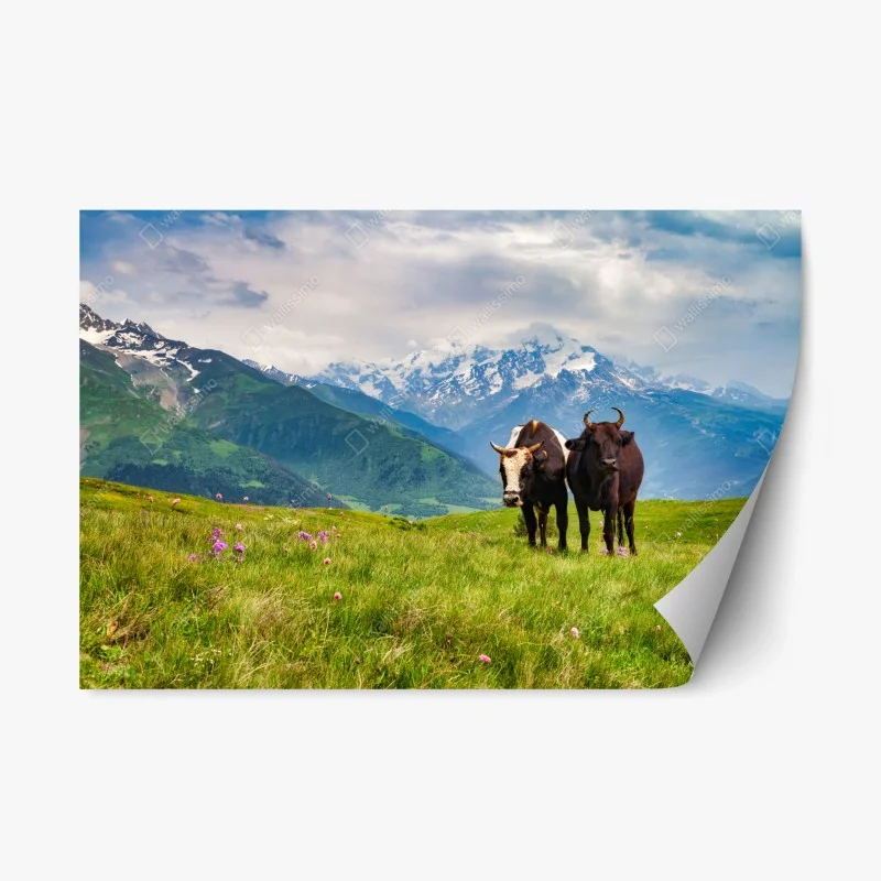 Pegatina reposicionable vacas en pradera alpina frente a montañas nevadas