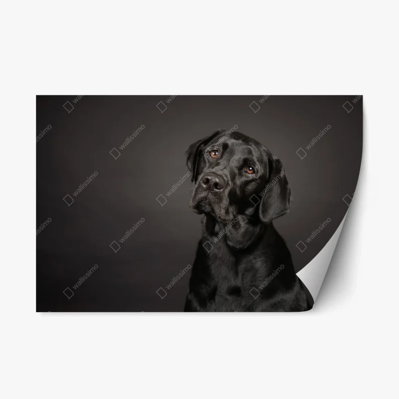 Pegatina reposicionable mirada noble de labrador negro